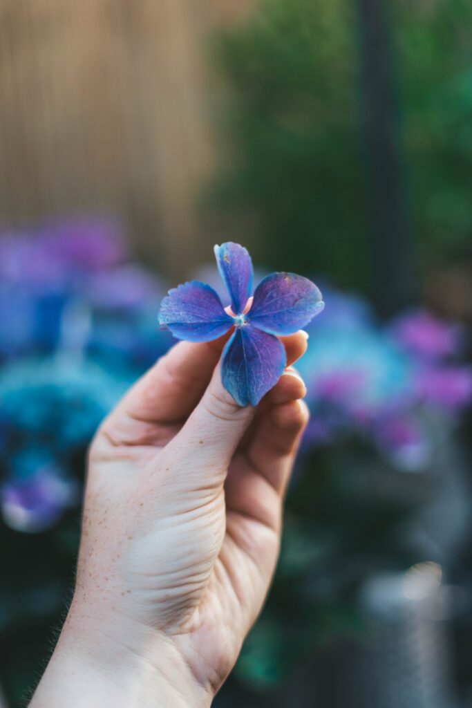 Macro Flower Wallpaper: Hand Holding Vibrant Bloom with Soft Background
