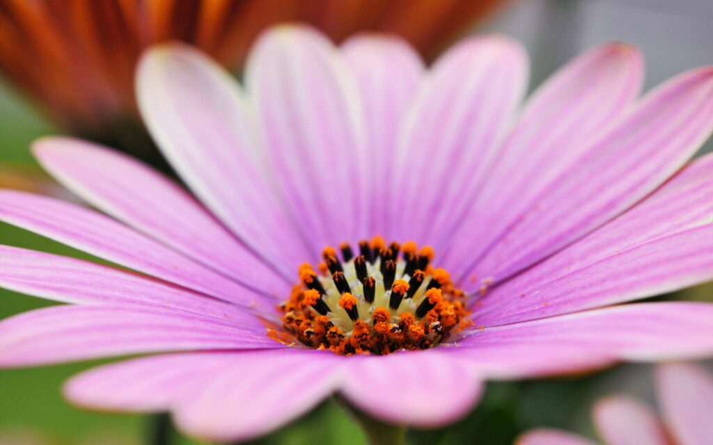 Vibrant Pink Flower Macro Wallpaper: Detailed Orange & Black Center