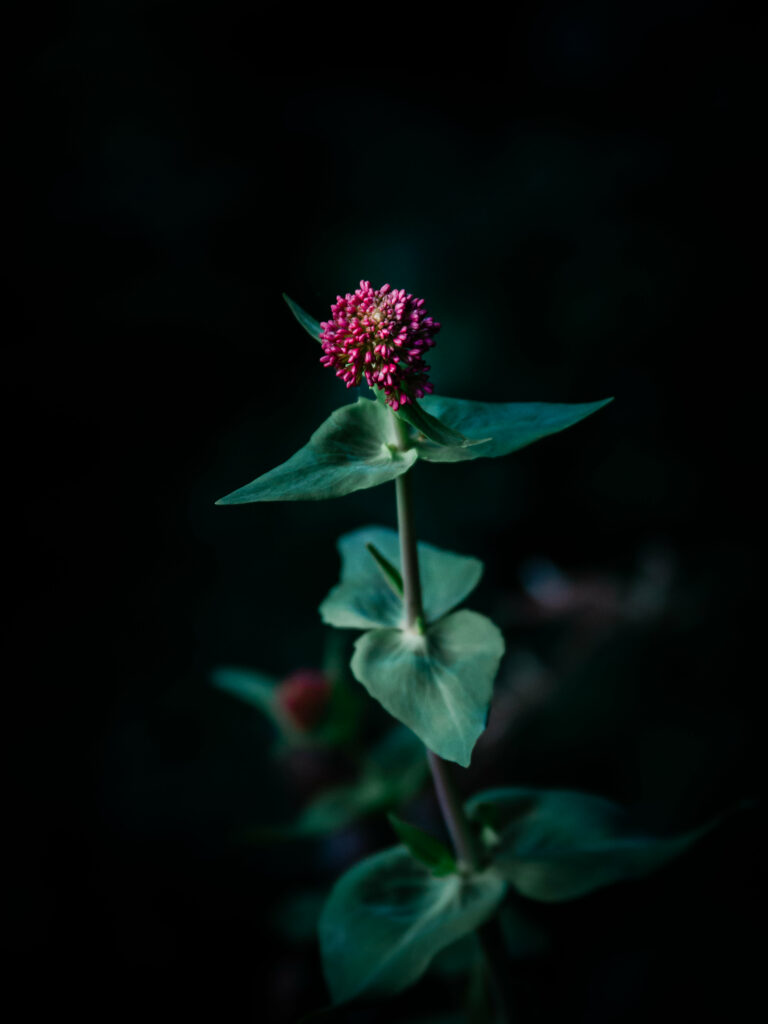 Vibrant Flower Macro Wallpaper with Dark Background Contrast