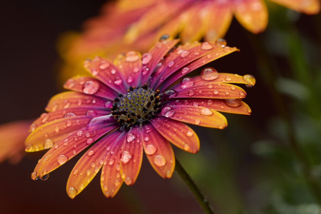 Vibrant Flower Macro Wallpaper: Colorful Petals & Water Droplets
