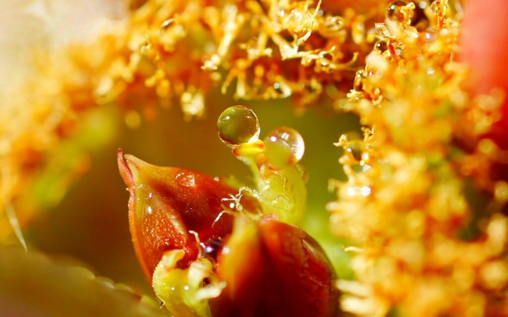 Vibrant Flower Macro with Water Droplets - Stunning Wallpaper Background