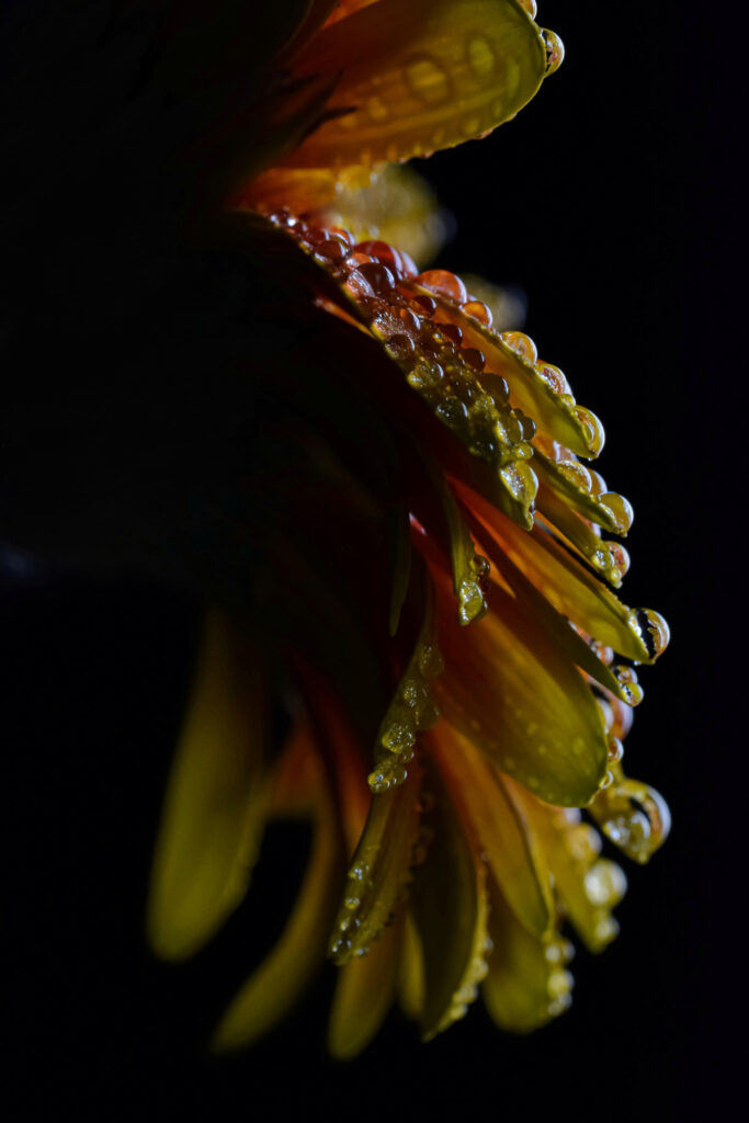 Vibrant Flower Macro with Water Droplets - Stunning Wallpaper Background