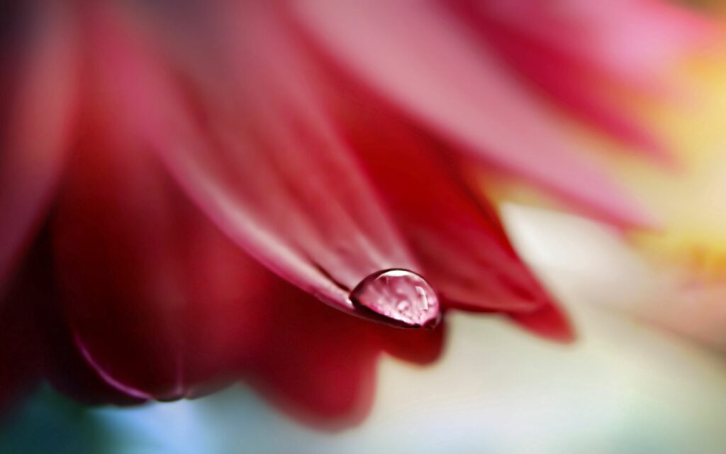 Vibrant Flower Petal with Water Droplet - Soothing Wallpaper Background