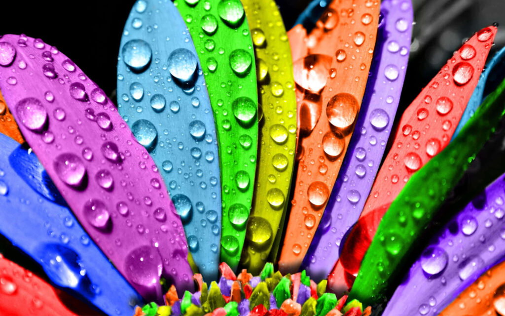 Vibrant Colorful Flower Petal Wallpaper with Glistening Drops Background