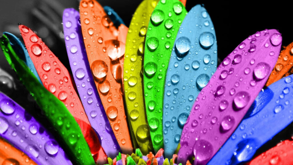 Colorful Flower Petals with Water Droplets - Vibrant Background Wallpaper
