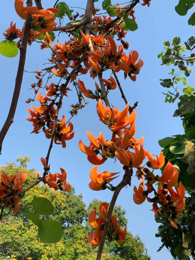 Vibrant Flower Tree Wallpaper: Bright Orange Blooms & Blue Sky Background