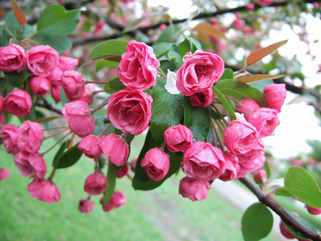 Vibrant Flower Tree Wallpaper: Pink Blossoms & Green Leaves Background