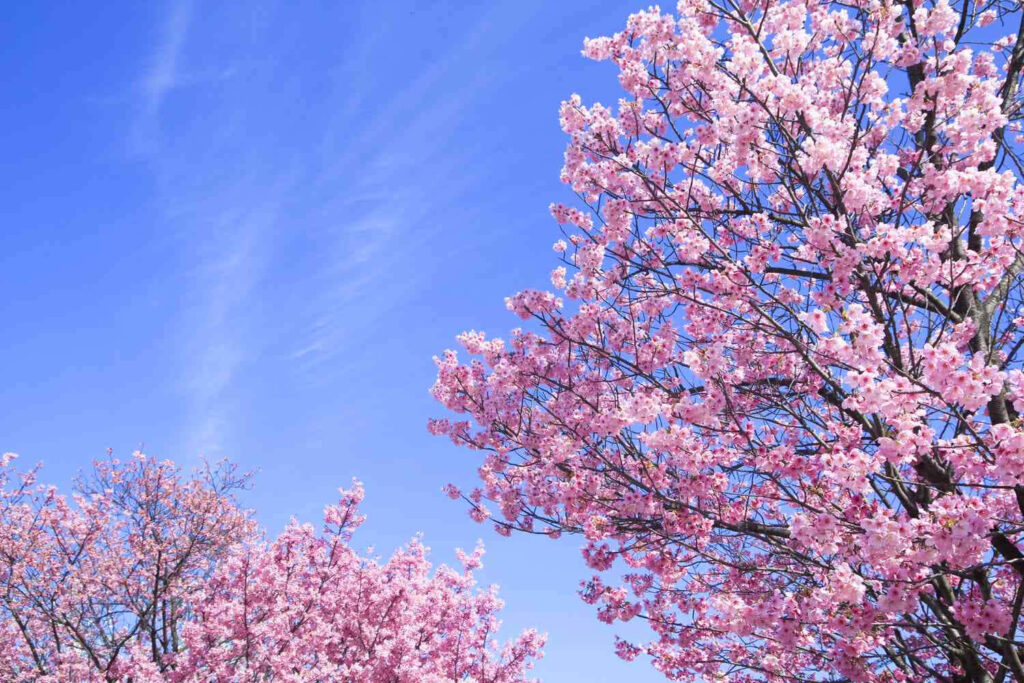 Vibrant Floral Wallpaper: Pink Blossoms & Clear Blue Sky Background