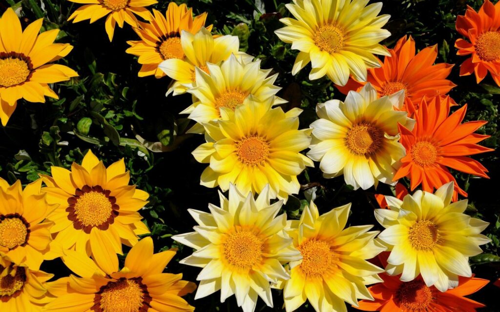 Vibrant Floral Wallpaper: Lively Orange, Yellow & White Blossoms