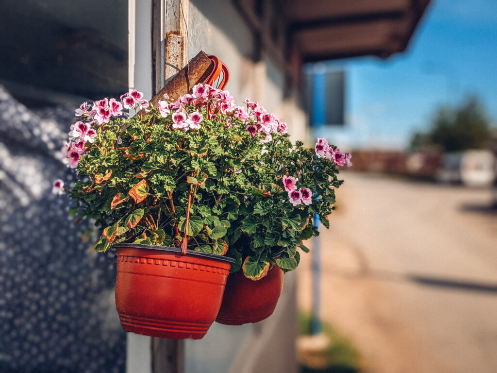 Vibrant Floral Wallpaper with Colorful Flowers in Red Pots