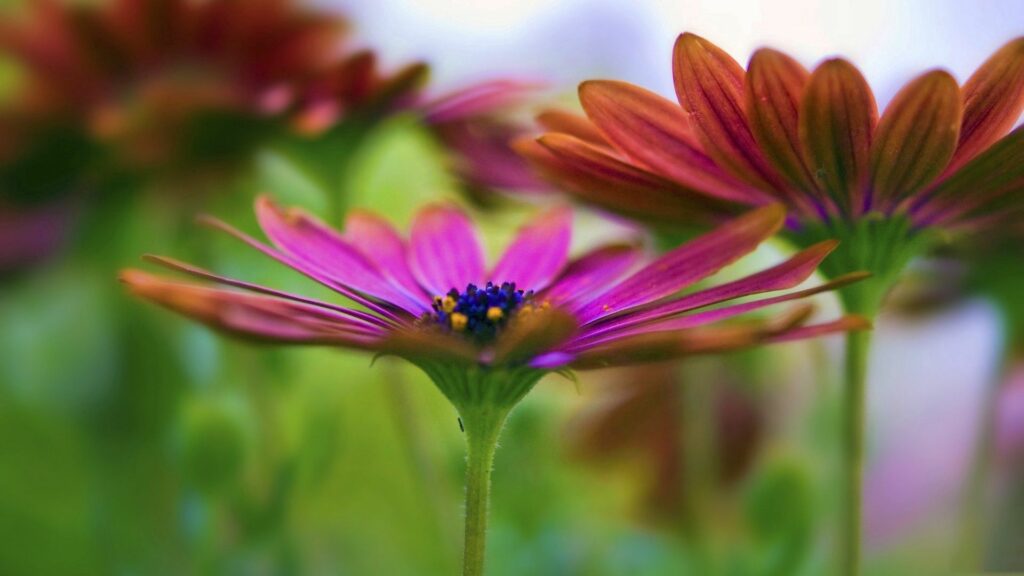 Vibrant Flower Wallpaper: Colorful Petals with Blurred Greenery