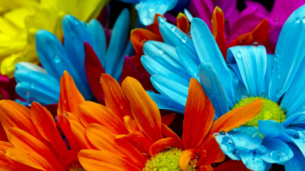 Colorful Flower Wallpaper: Vibrant Spring Blooms with Dewdrops