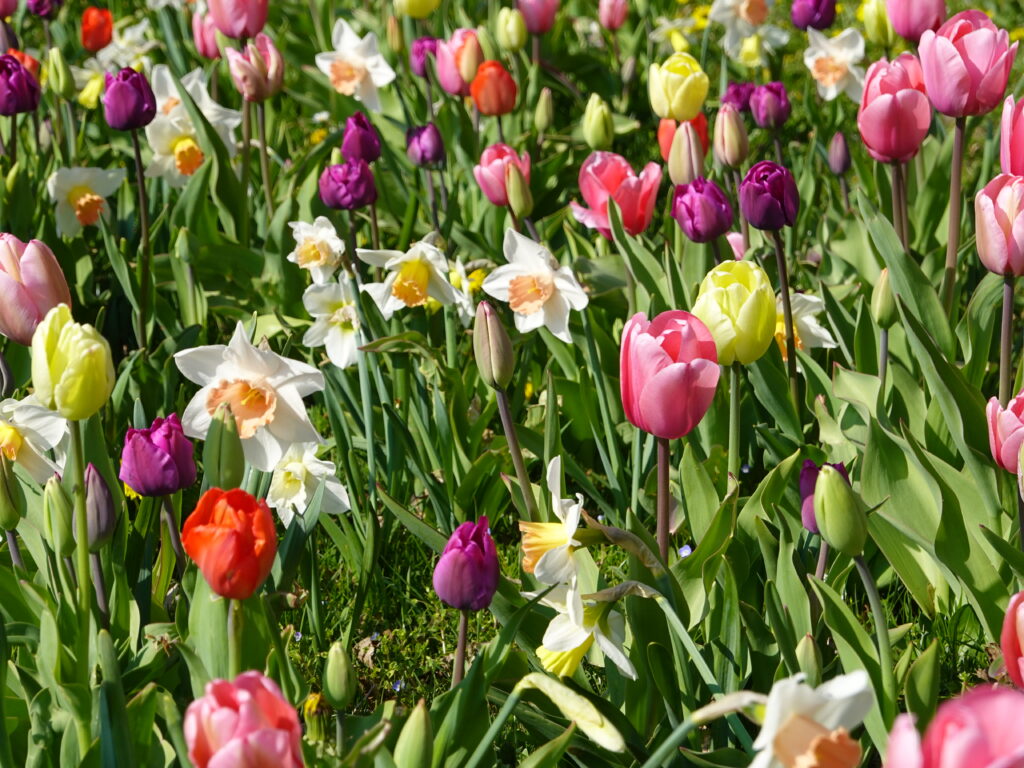 Colorful Flower Wallpaper: Vibrant Tulips & Daffodils Background