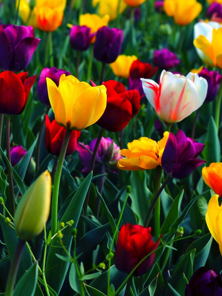 Vibrant Flower Wallpaper: Cheerful Tulips in Bloom for Any Space