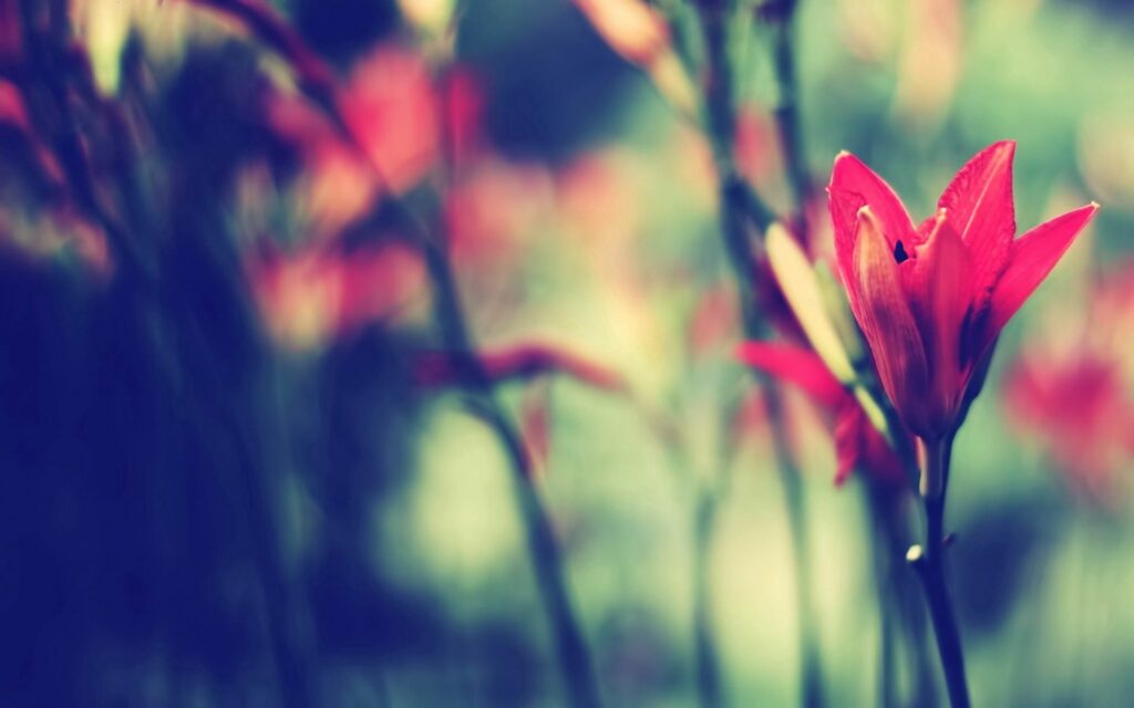 Vibrant Flower Wallpaper: Delicate Petals & Slim Stem in Blur