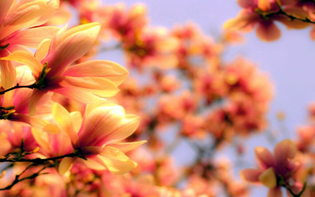 Vibrant Petal Wallpaper: Soft Light & Colorful Plant Background