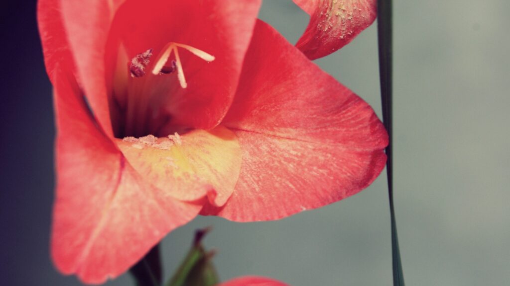 Vibrant Flower Close-Up Wallpaper: Delicate Petals & Soft Hues