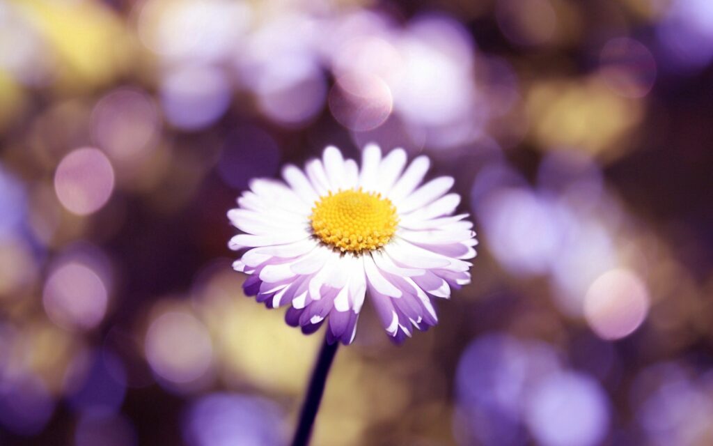 Vibrant Purple Flower Wallpaper with Glowing Bokeh Background