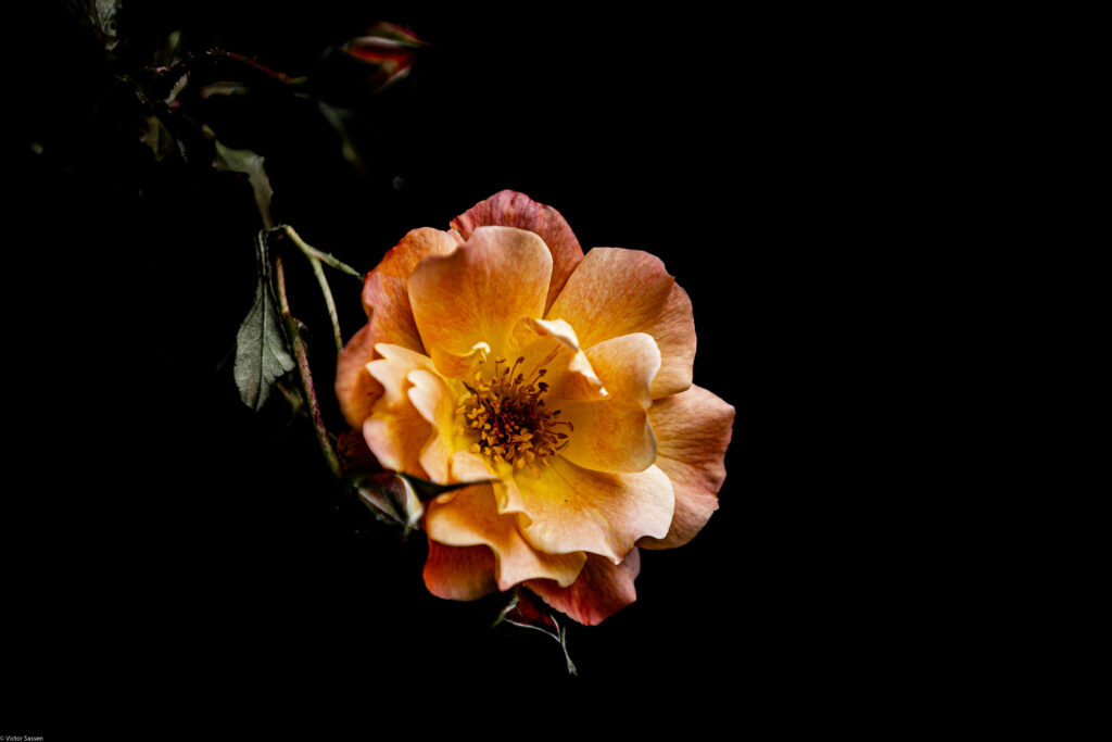 Vibrant Flower with Pollen: Elegant Dark Wallpaper Background