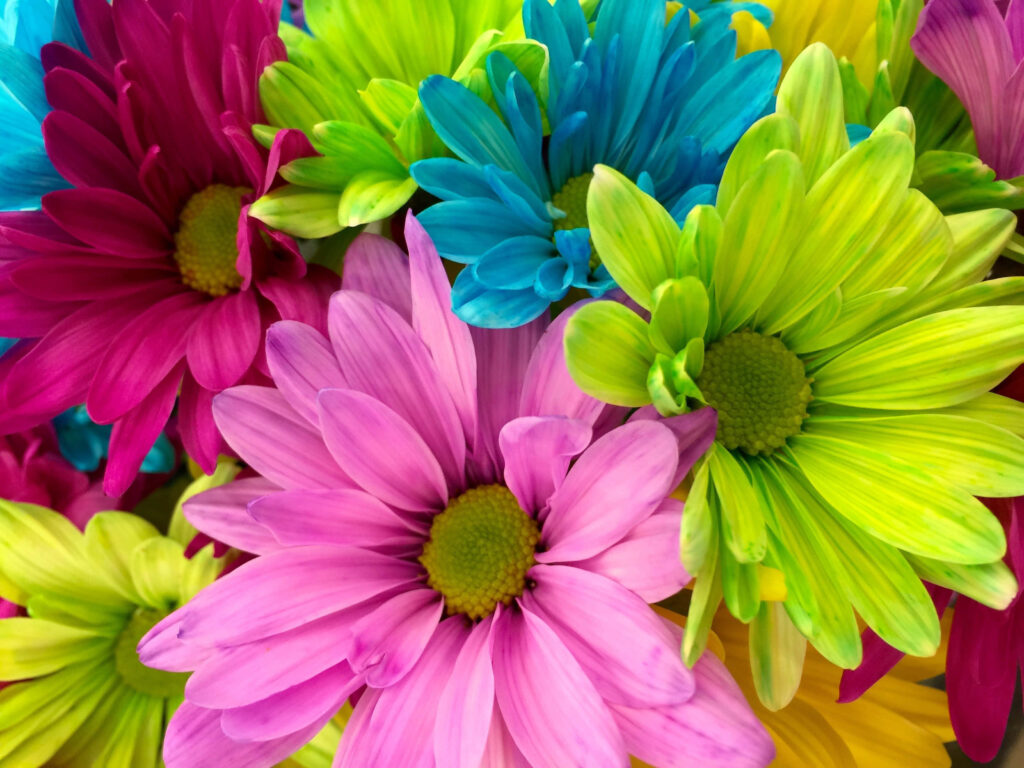 Vibrant Floral Wallpaper: Stunning Fuchsia, Pink, Blue & Green Background