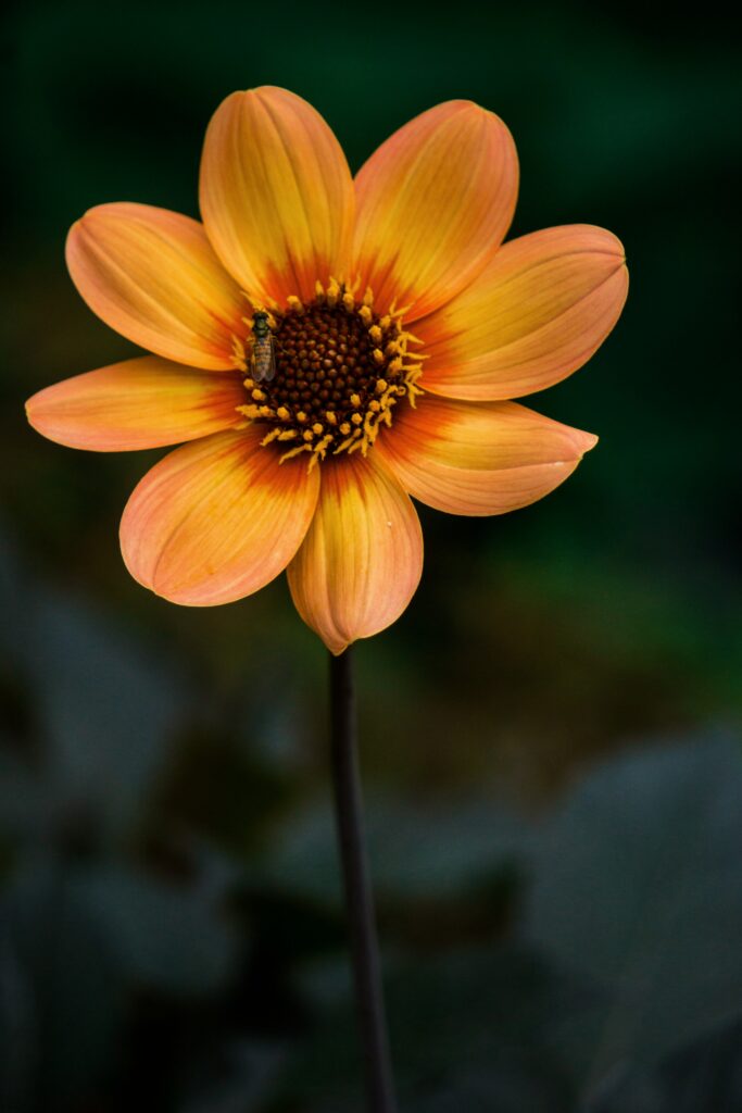 Close-Up of Vibrant Orange Flower with Insect on Soft Green Background Wallpaper
