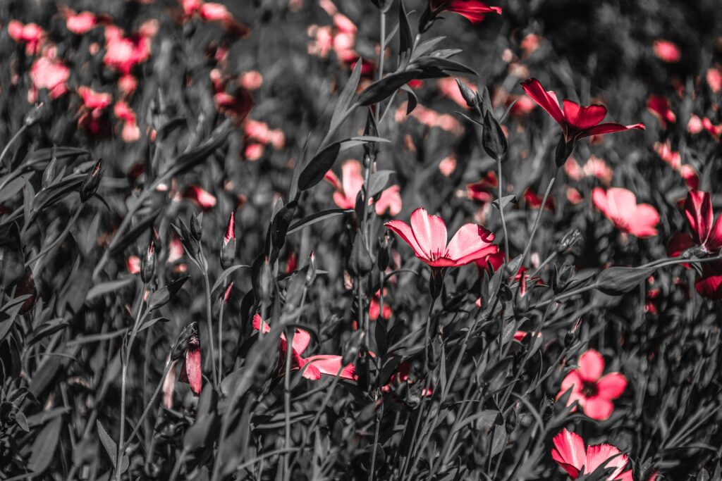 Vivid Pink Flower Wallpaper: Summer Bliss on Monochrome Background