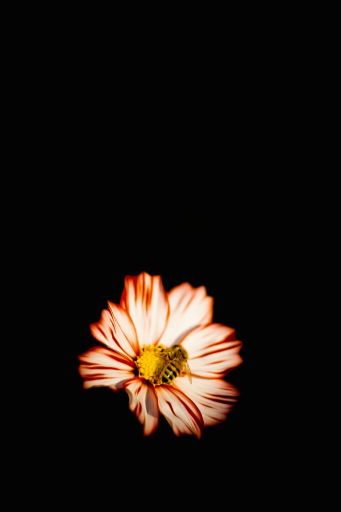 Vibrant Red-Edged Flower with Bee: Stunning Pollination Wallpaper