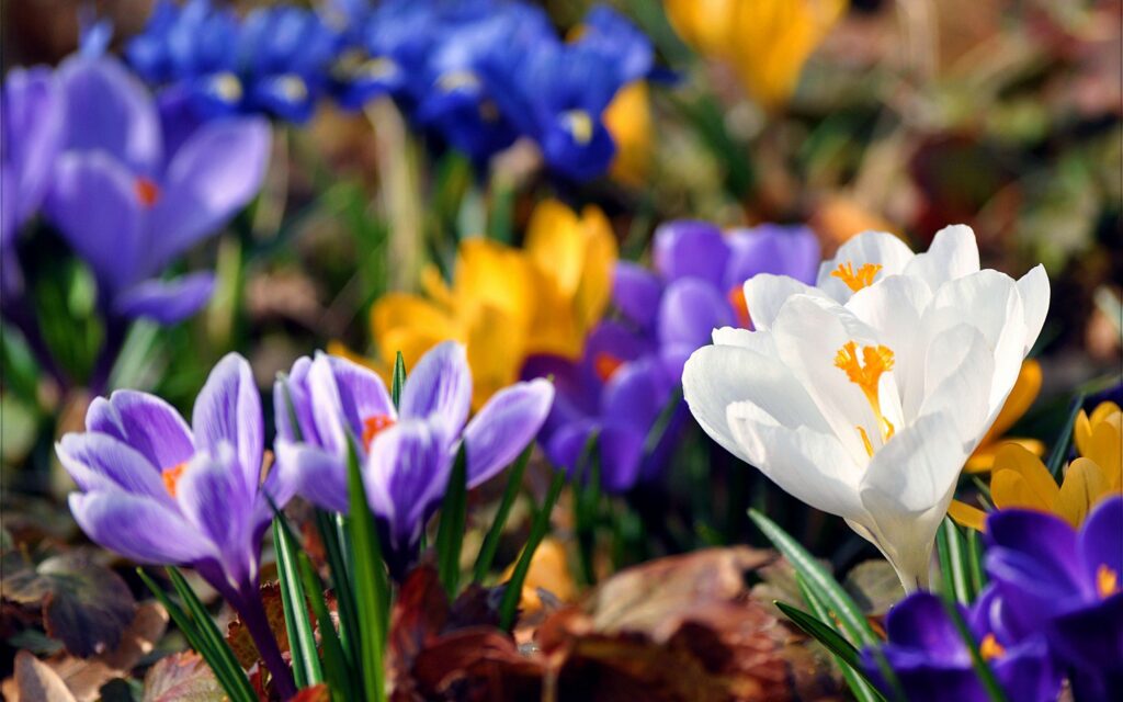 Vibrant Flower Wallpaper: Snowdrops, Crocuses & Lush Greenery
