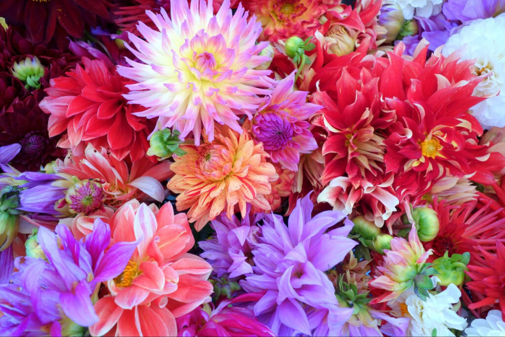 Colorful Rare Flower Wallpaper: Vibrant Floral Tapestry Background