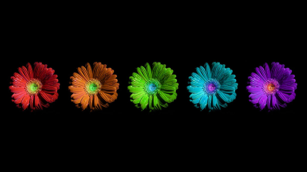 Colorful Floral Wallpaper: Vibrant Flowers on Black Background