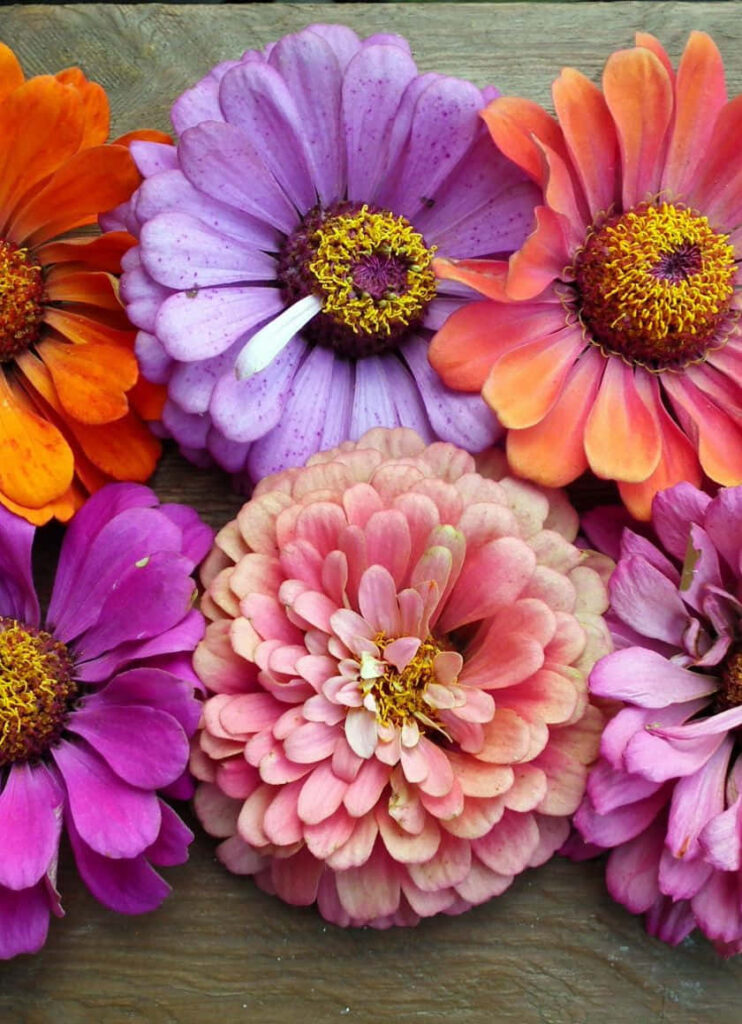 Vibrant Floral iPhone Wallpaper with Wooden Background