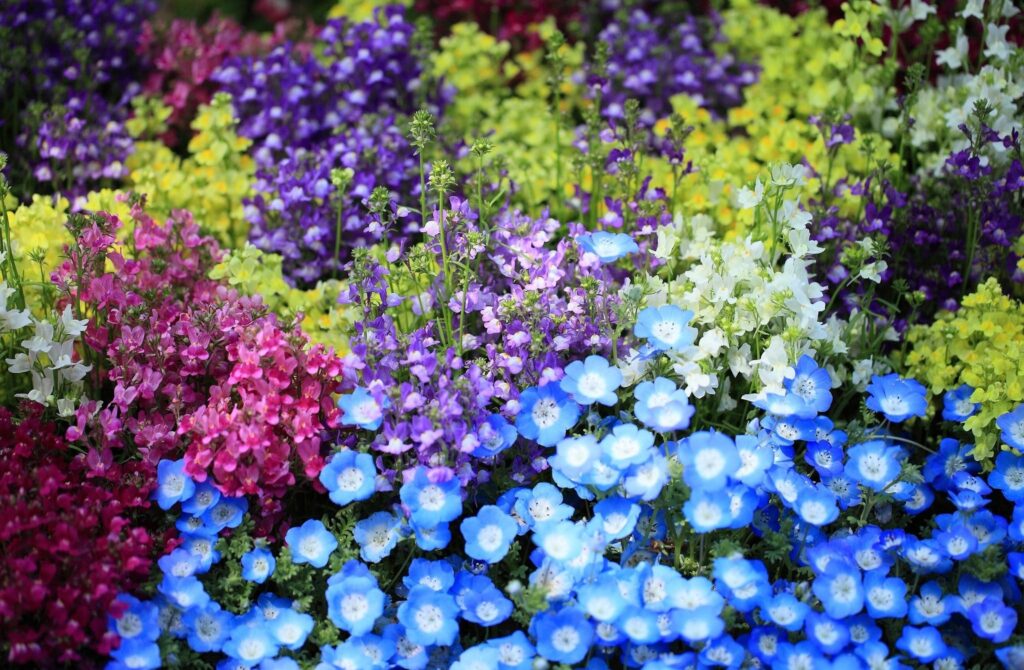 Vibrant Flowerbed Wallpaper: Colorful Nemophila & Snapdragons