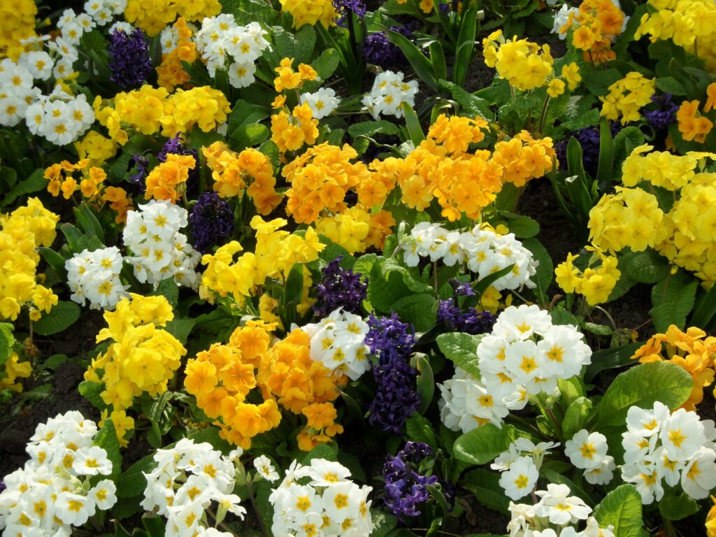 Vibrant Flowerbed Wallpaper: Primroses & Hyacinths in Bloom