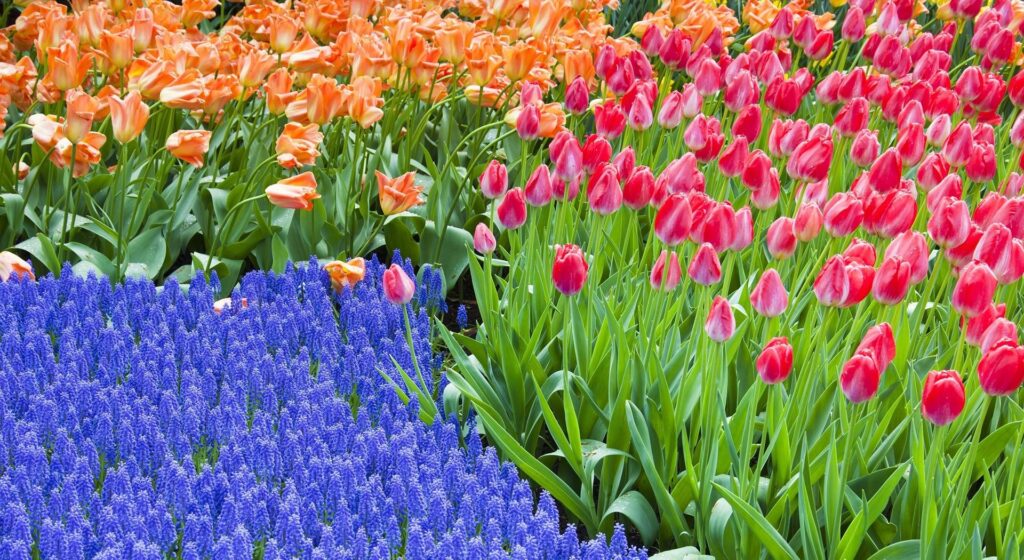 Vibrant Tulip & Hyacinth Flowerbed Wallpaper - Lush Spring Background