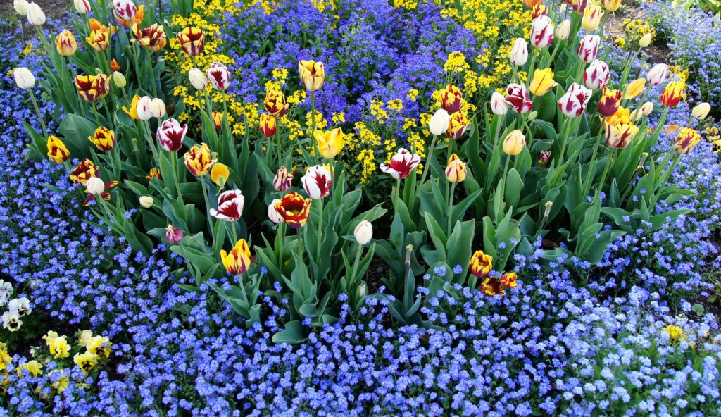 Vibrant Spring Wallpaper: Colorful Tulip and Flowerbed Background