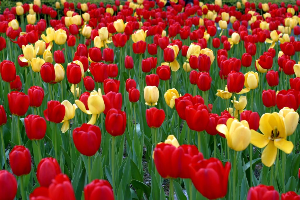 Vibrant Red & Yellow Tulip Wallpaper: Spring Colors Background