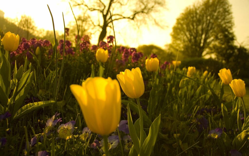 Vibrant Yellow Tulips & Purple Pansies in Lush Garden Background Wallpaper