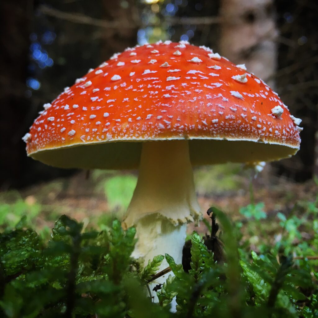 Vibrant Fly Agaric Mushroom Macro: Stunning Wallpaper Background