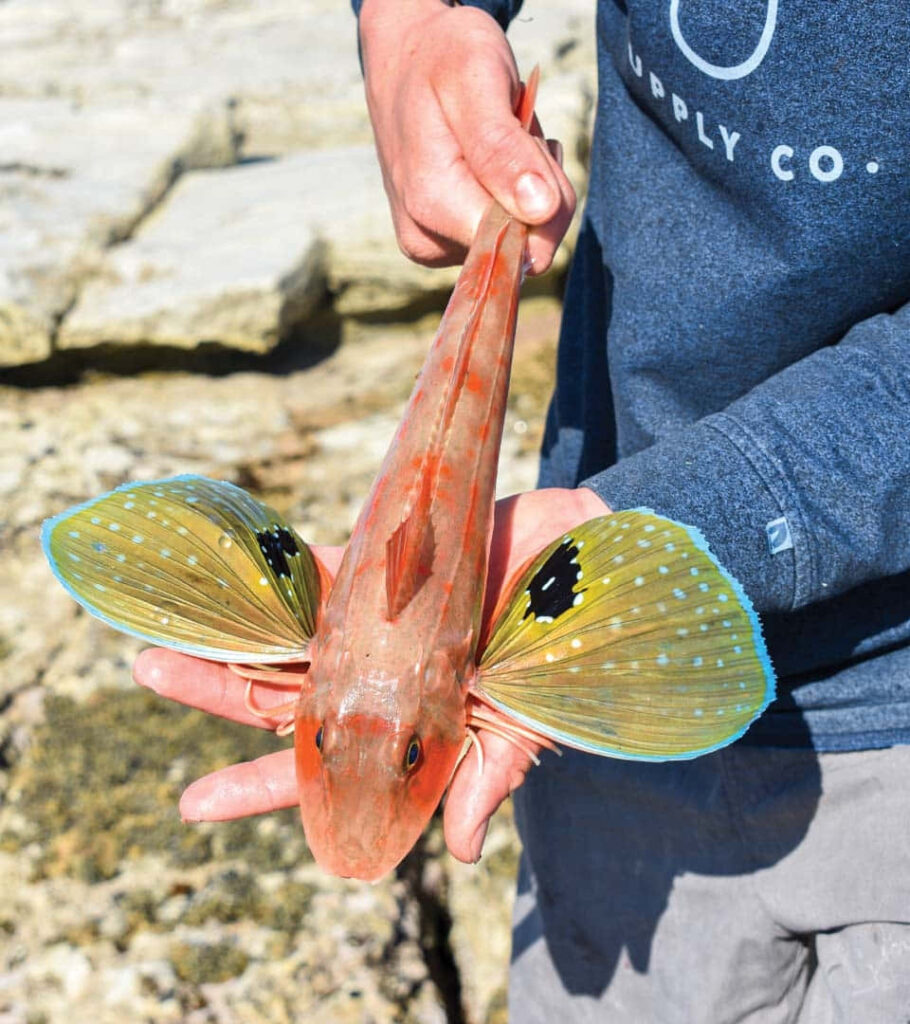 Vibrant Flying Gurnard: A Colorful Capture by a Fisherman Wallpaper