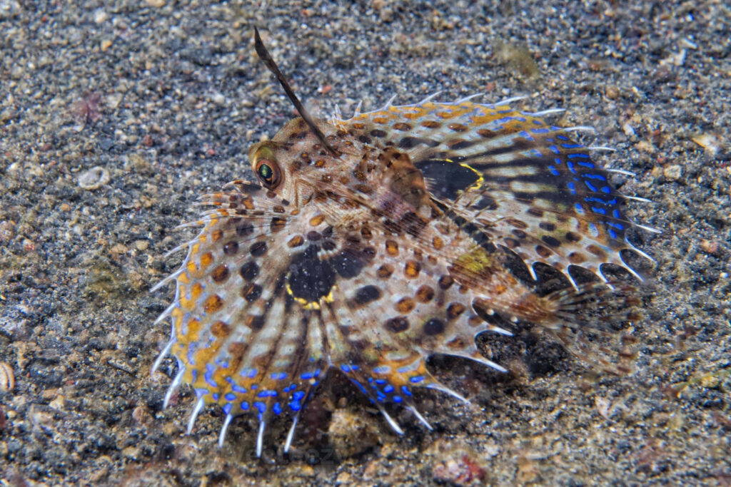 Vibrant Flying Gurnard Wallpaper: Colorful Fin Patterns Underwater