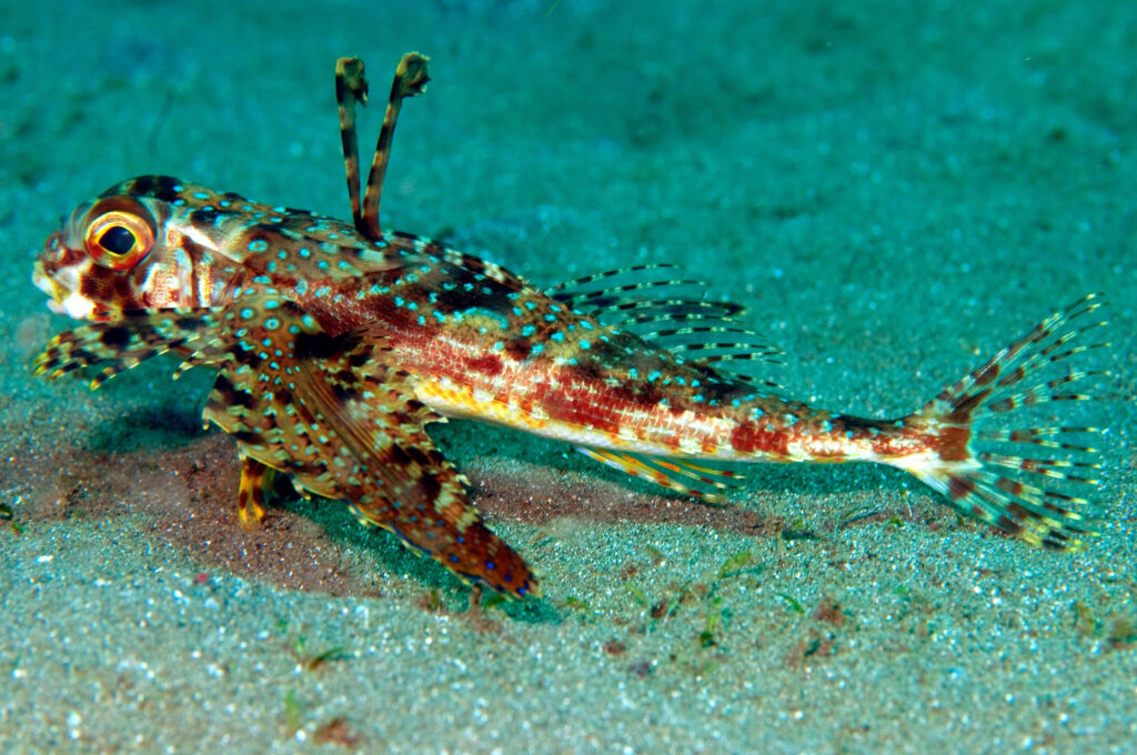 Vibrant Flying Gurnard: A Colorful Seabed Encounter Wallpaper