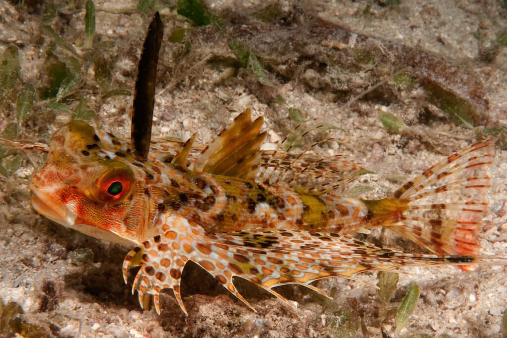 Vibrant Flying Gurnard on Sandy Ocean Bottom - Marine Wallpaper