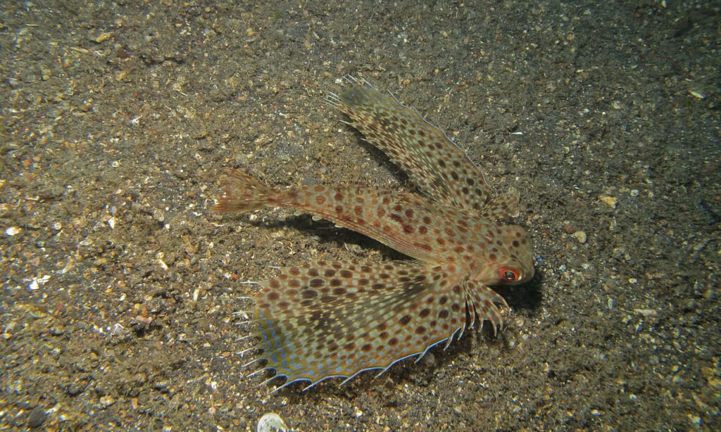 Vibrant Flying Gurnard Wallpaper: Intricate Patterns & Colors