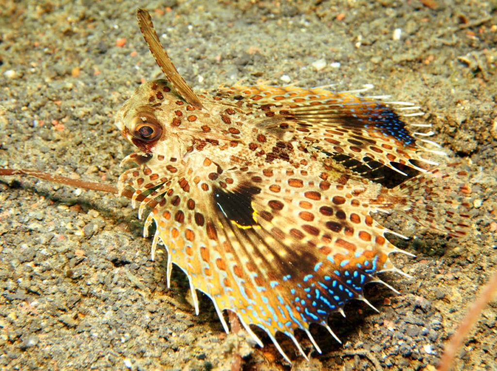 Vibrant Flying Gurnard Wallpaper on Sandy Ocean Floor Background