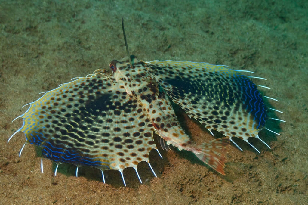 Vibrant Flying Gurnard Wallpaper: Colorful Fins on Sandy Ocean Floor