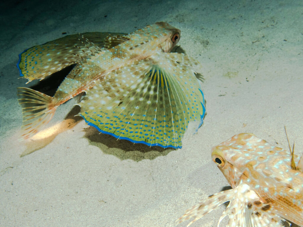 Vibrant Flying Gurnard Wallpaper: Stunning Underwater Scene