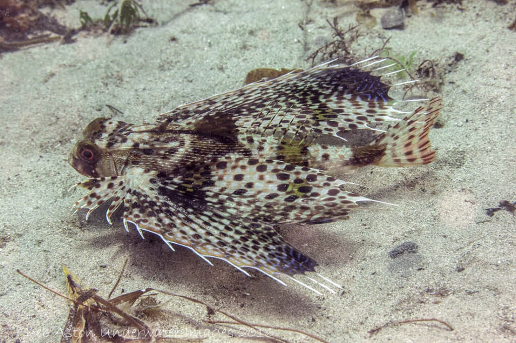 Vibrant Flying Gurnard Wallpaper: Stunning Marine Life Scene