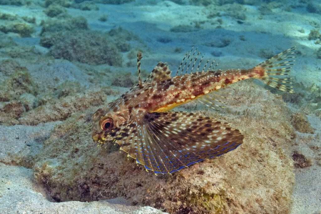 Stunning Flying Gurnard Wallpaper: Vibrant Colors & Patterned Fins