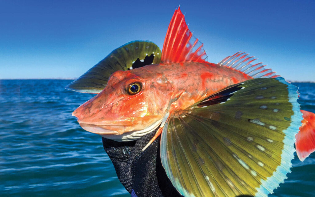 Vibrant Flying Gurnard Wallpaper: Stunning Marine Life Background