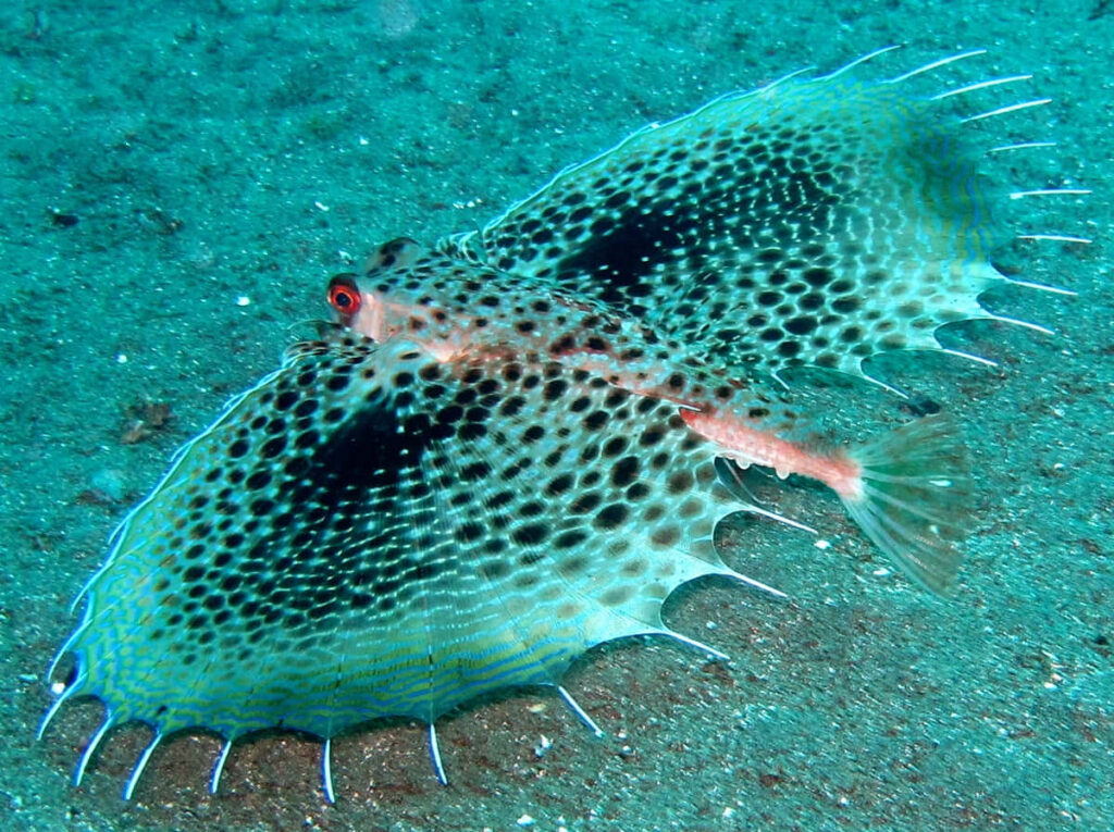 Vibrant Flying Gurnard Wallpaper: Stunning Marine Background Art